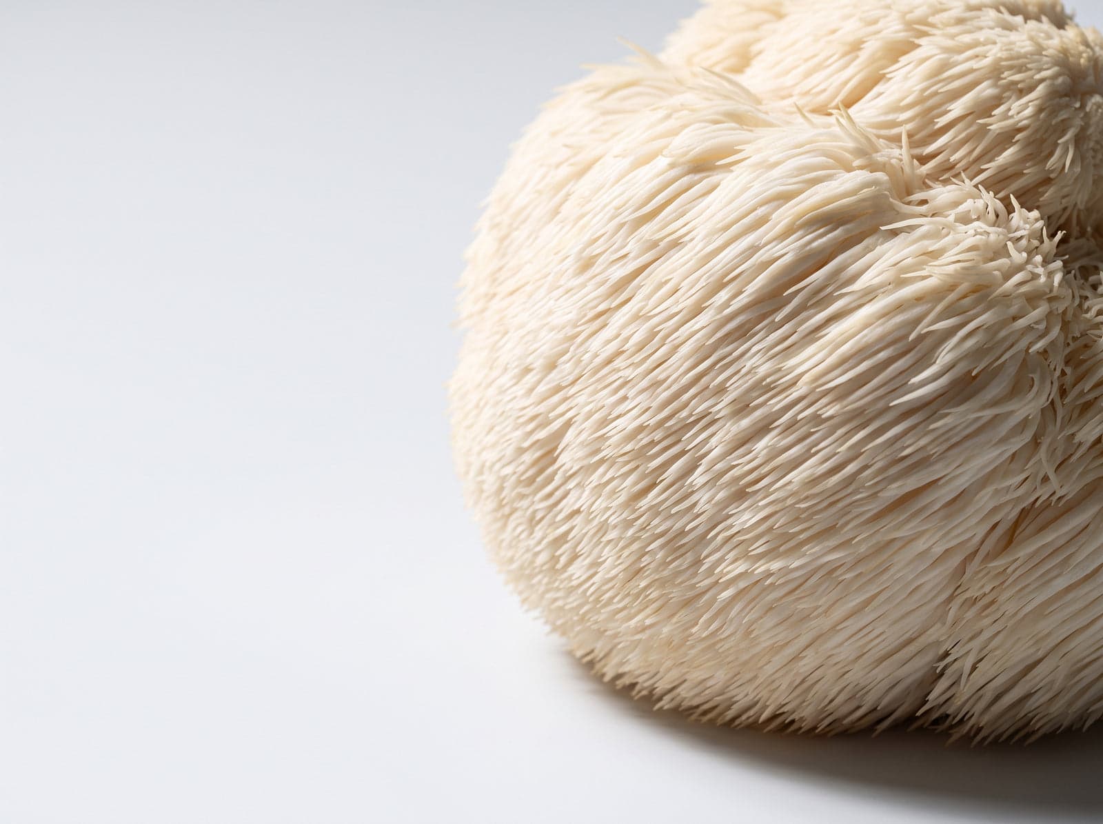 Lion's mane mushroom